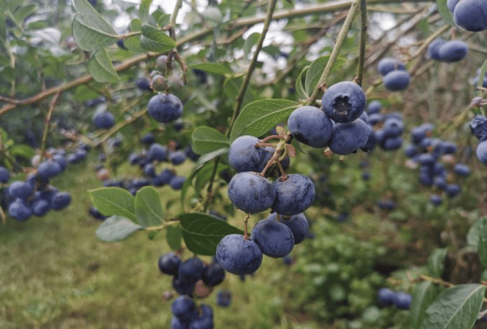 Mamaku Blue vines